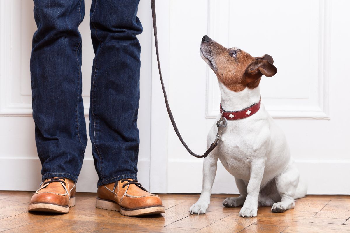 Hund schaut auf zu seinem Herrchen, Tierhalterhaftpflichtversicherung